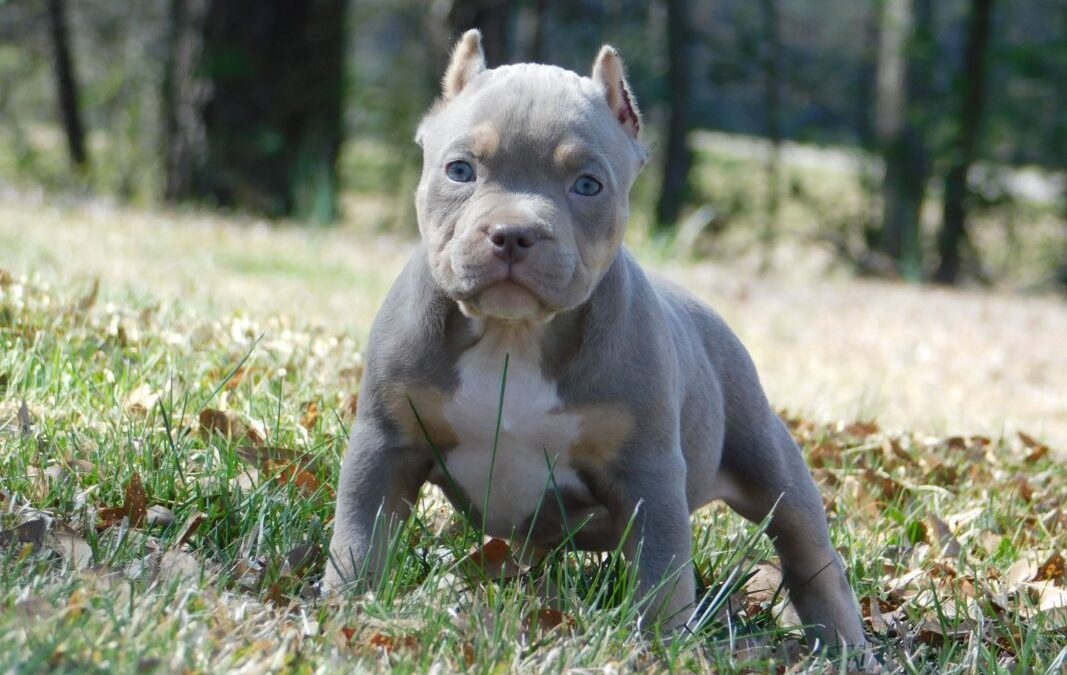 The History of the American Bully Part 1 – Where Does the Breed Come From?