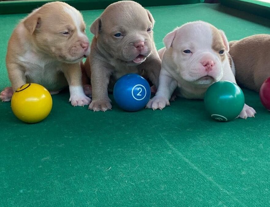 Pocket Bully Puppies For Sale – Caring for the Breed